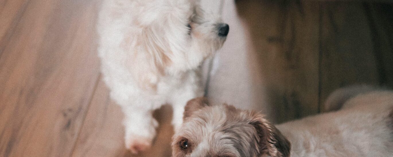 two small white dogs in a home