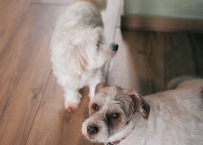 two small white dogs in a home